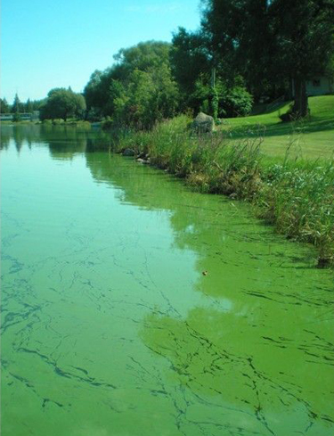 Le Lac de Maine envahi par les algues bleues