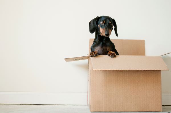 Chien dans un carton de déménagement